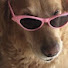 t8BANGTUoOo-channel-avatar-pupweb