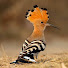 ZTSKg4RATBs-channel-avatar-Jaro_deBird