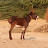  AZ animals donkey