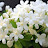@arabianflowers