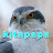 kitapapa-birds