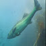 l_bHR4Dht8g-channel-avatar-のんびりfishing&水中映像
