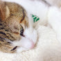 May | ちょこっといい日 のチャンネルアイコン