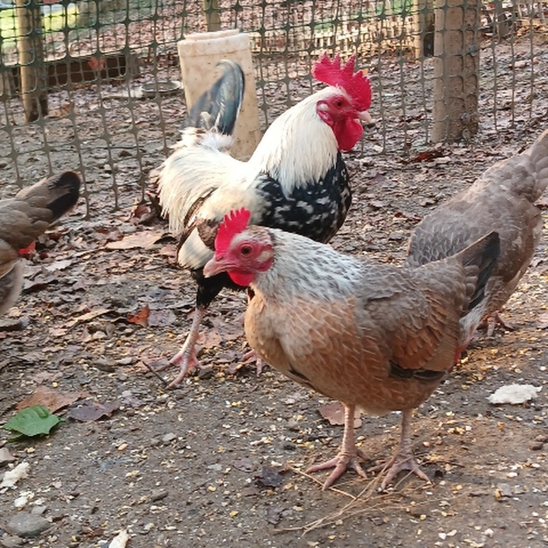Raising chickens and rabbits. 
