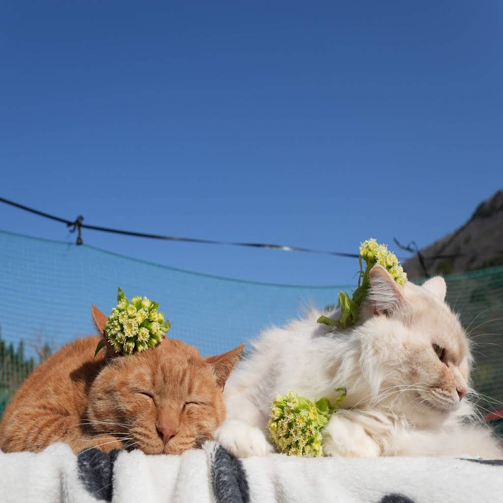 のせ猫 YouTube
