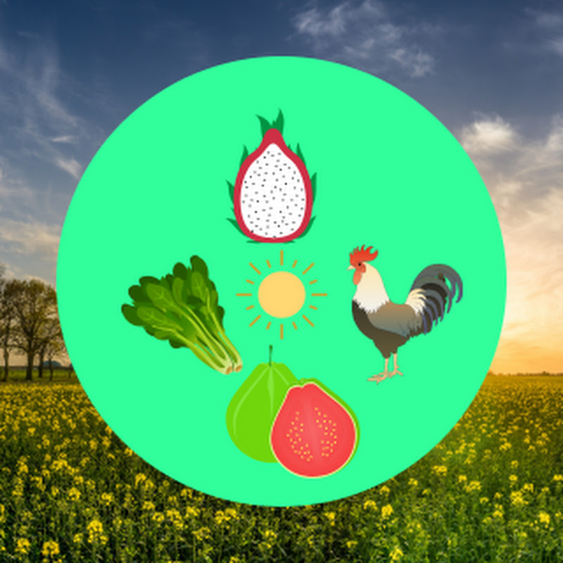 Vivendo e Aprendendo