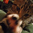 @Lemonsharks283 Avatar