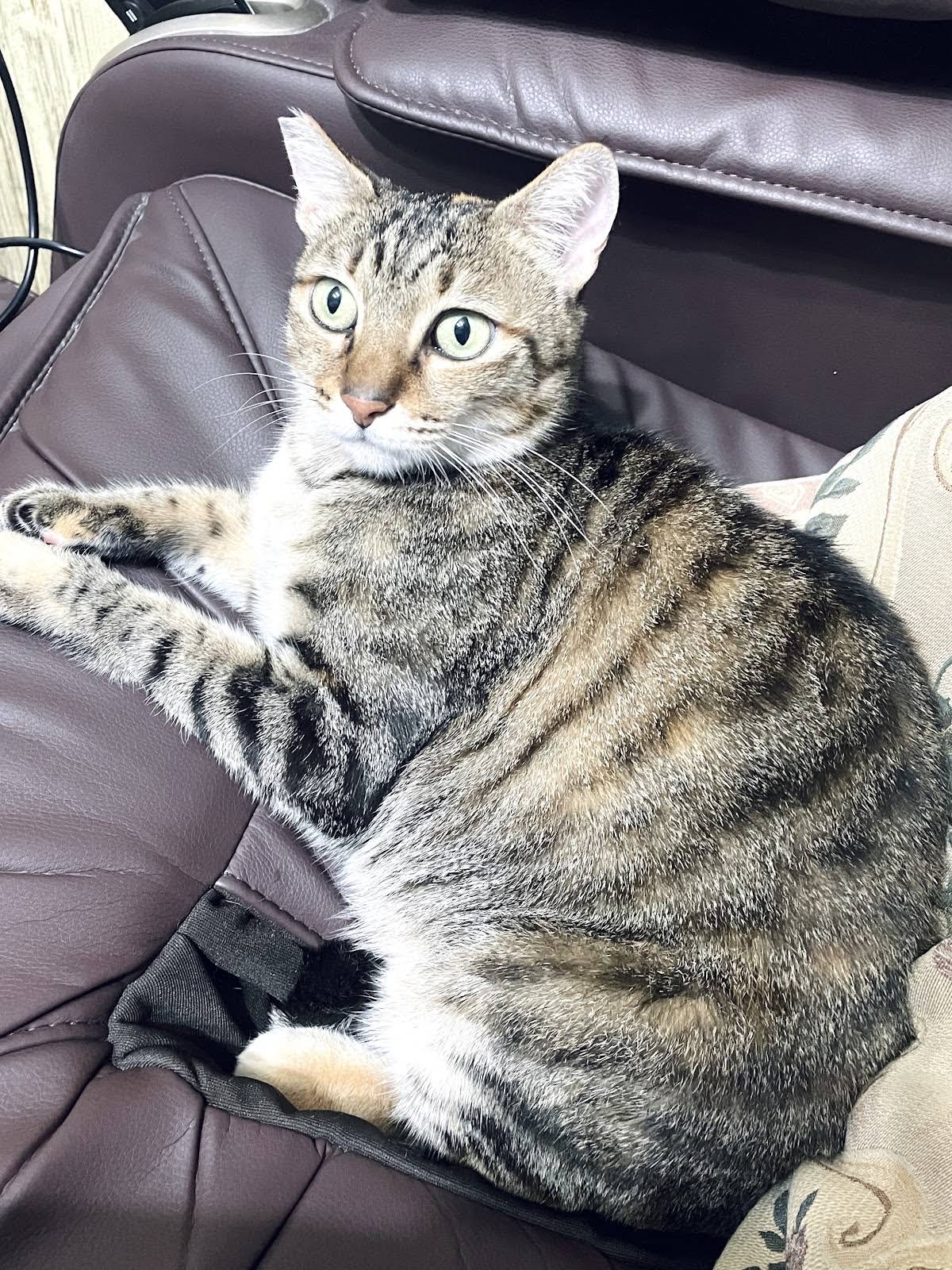 ぐでねこチャンとチェック柄ボタン　くすみ　ブルー　ヘアクリップ　サバトラ ぐでねこチャンとチェック柄ボタン くすみ ブルー ヘアクリップ