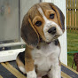 Show Beagle CH Windy Acres® NC USA logo