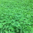 s74CZUdIcYs-channel-avatar-Northwoods Whitetails Food Plot Seed