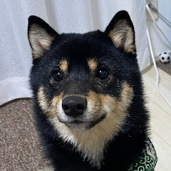 ともちとぽんた🐶💳
