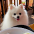 mZqzKbTB_28-channel-avatar-Dog Walking TV