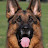 TRAINED GERMAN SHEPHERDS ZWINGER von HIMMEL