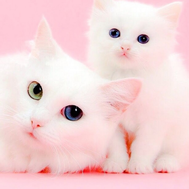 Hire White cat fun — Pets & Animals YouTube creator for sponsorships