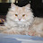 Eliff-Elsa The persian cat