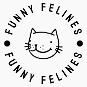 Funny Felines