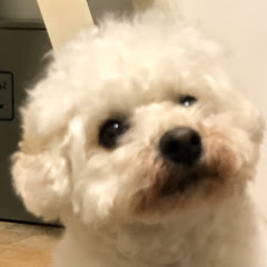 ぼく白です。アイコン画像