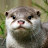 @iam_otter