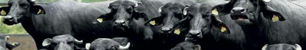 Dairy Nili Ravi Buffalo Avatar de canal de YouTube