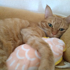 みたらし　猫とおつまみ