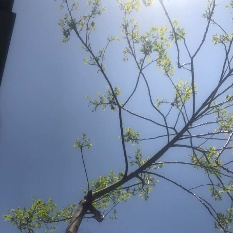 White Blossom