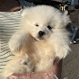 헬스독 HEALTHDOG