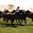 Gauchos  Argentinos 