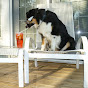 Canine Partnership Nose Work Lisa Pattison - @caninepartnershipnoseworkl5281 YouTube Profile Photo