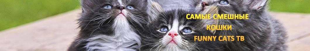 Ð¡Ð°Ð¼Ñ‹Ðµ ÑÐ¼ÐµÑˆÐ½Ñ‹Ðµ ÐºÐ¾ÑˆÐºÐ¸ - Funny cats TÐ’ YouTube channel avatar