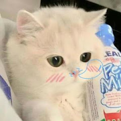 Oil Cat Cake