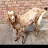 VISHAL GOAT FARMING