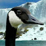 5EXn0L8-A4s-channel-avatar-BiggusBird