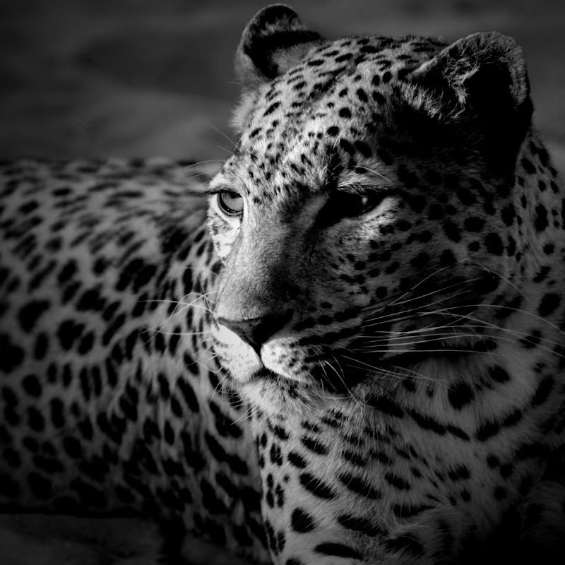 DMITRY MOISEY - ARTIST.