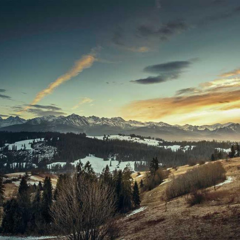 Open World Collective