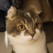 たぴねこ日和