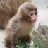 b-JGSSSOKPc-channel-avatar-Love Baby Monkey