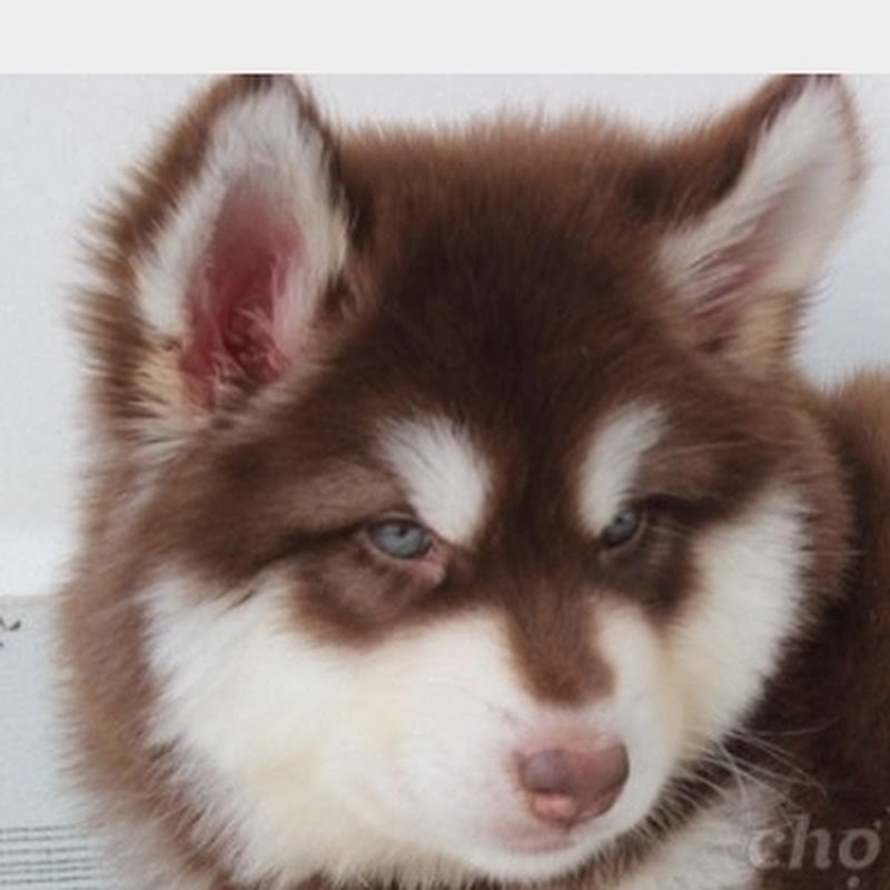 Cute Animals VN