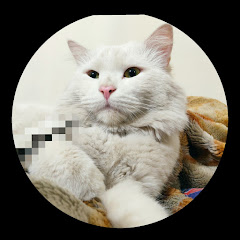 Dream cats