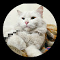 Dream cats