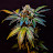 Cannabis Culture 519