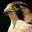 @oudayeagle
