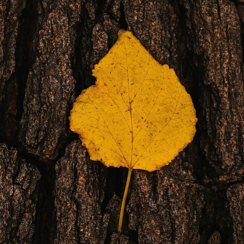 Musicletrax (Estados para Whatsapp)