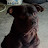 @PitbullJoy