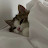 @cited.p5l