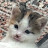 @Mykittenfanpage