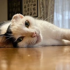 本成ちゃんねる