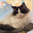 zE8284lZGkg-channel-avatar-GatoAuLait
