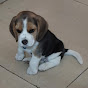 Lucy_thebeagle logo
