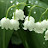 @lilyofthevalley7633