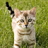 viQ6-29ivAk-channel-avatar-The Funny Cat